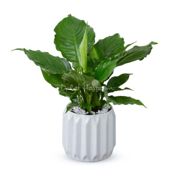 Chậu Sứ Cây Lan Ý 064