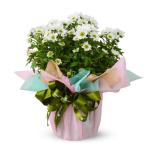 Chậu giấy gói Hoa Cúc trung 065