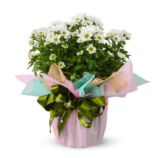 Chậu giấy gói Hoa Cúc trung 065