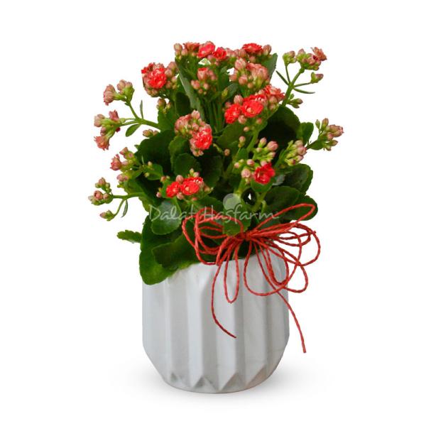 Chậu Sứ Hoa Sống Đời 066