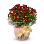 Chậu Giấy Gói Hoa Cúc Trung 045