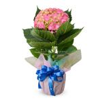 Chậu Giấy Gói Hoa Cẩm Tú Cầu 068