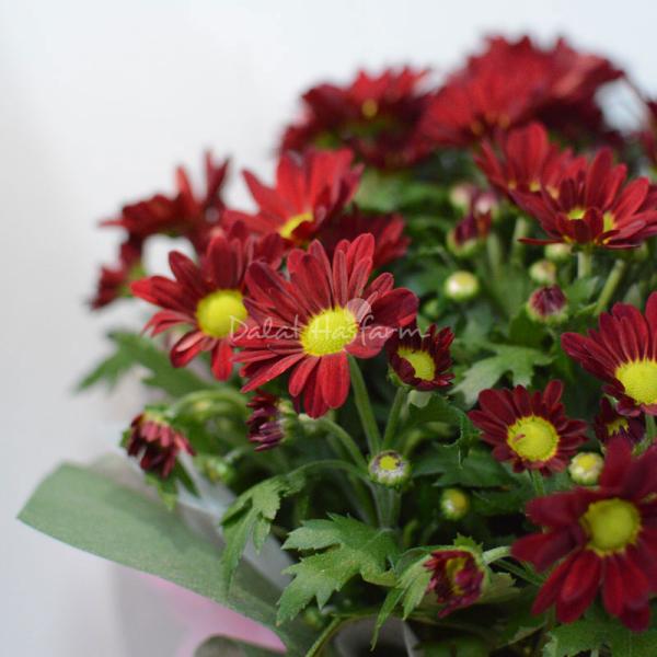 Chậu giấy gói Hoa Cúc trung 067