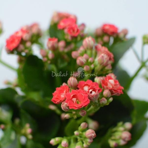 Chậu Sứ Hoa Sống Đời 066