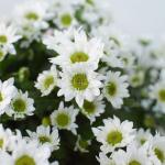 Chậu giấy gói Hoa Cúc trung 065