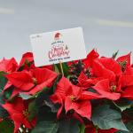 Chậu Hoa Thiết Kế Hân Hoan 056