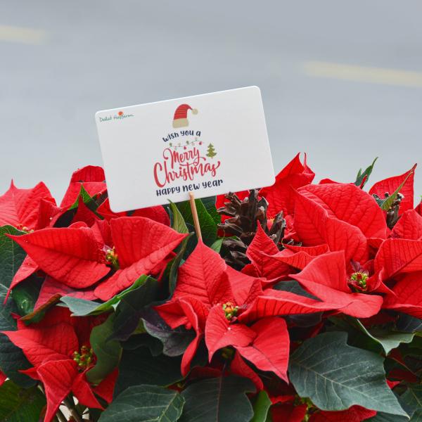 Chậu Hoa Thiết Kế Hân Hoan 056