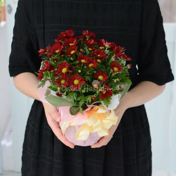 Chậu giấy gói Hoa Cúc trung 067