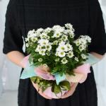 Chậu giấy gói Hoa Cúc trung 065