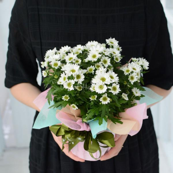 Chậu giấy gói Hoa Cúc trung 065
