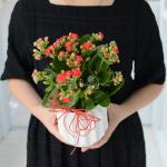 Chậu Sứ Hoa Sống Đời 066