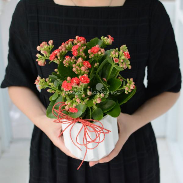 Chậu Sứ Hoa Sống Đời 066