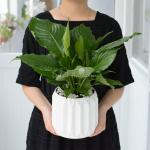 Chậu Sứ Cây Lan Ý 064