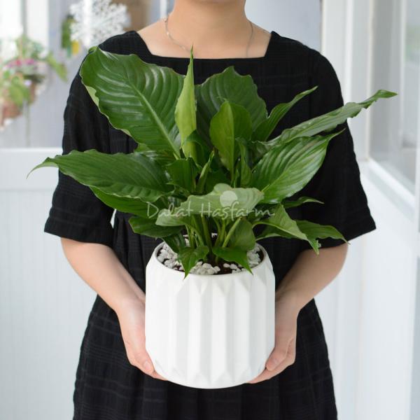 Chậu Sứ Cây Lan Ý 064