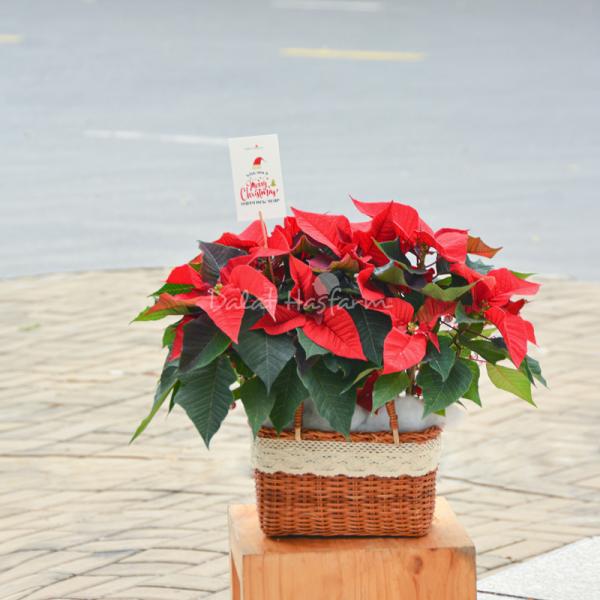 Chậu Hoa Thiết Kế Hân Hoan 056