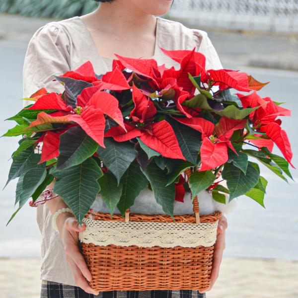 Chậu Hoa Thiết Kế Hân Hoan 056