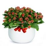 Chậu Hoa Thiết Kế Trường Thọ 066