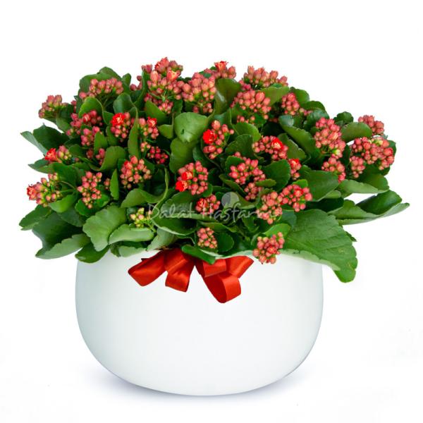 Chậu Hoa Thiết Kế Trường Thọ 066