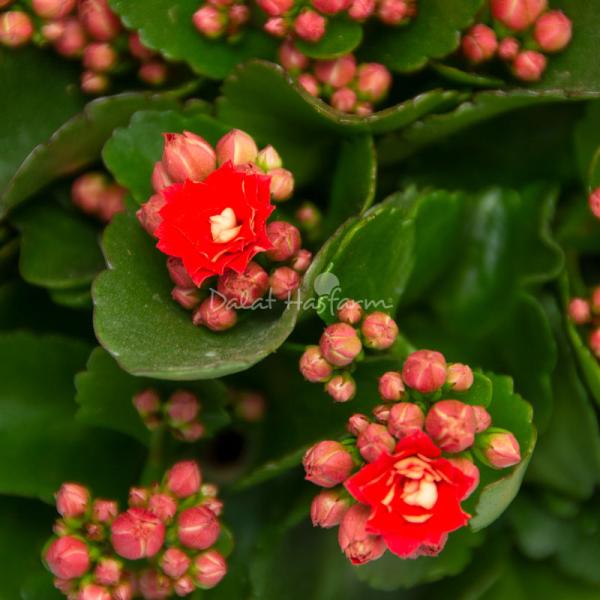 Chậu Hoa Thiết Kế Trường Thọ 066