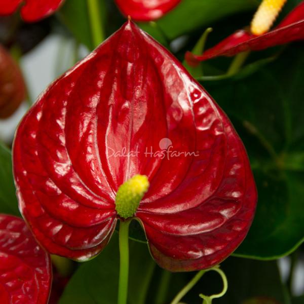 Hồng Môn Đón Lộc Đầu Xuân 119