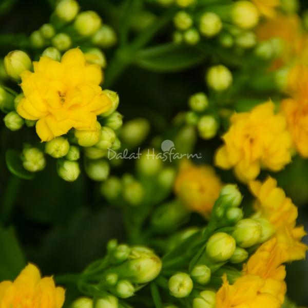 Chậu Hoa Thiết Kế Trường Thọ 069