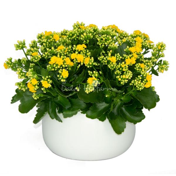 Chậu Hoa Thiết Kế Trường Thọ 069