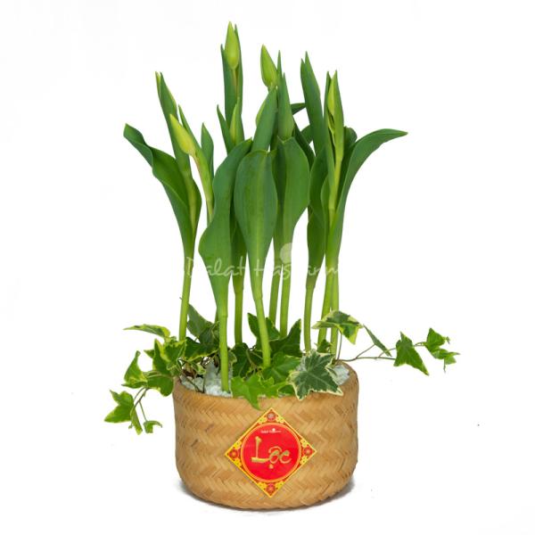 Chậu Hoa Thiết Kế Sắc Xuân 070