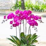 Lan Hồ Điệp Viên Mãn 006