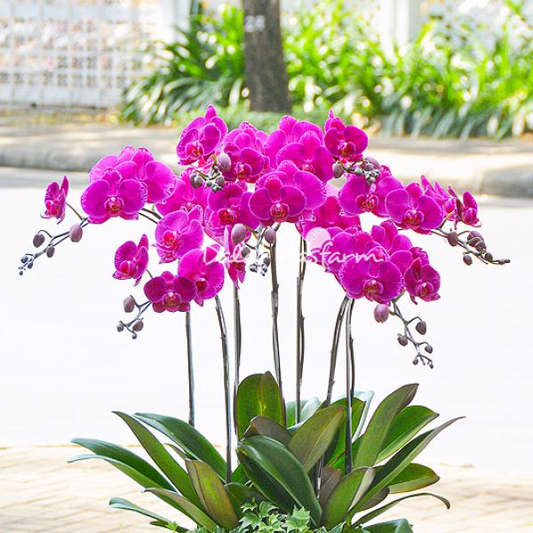 Lan Hồ Điệp Viên Mãn 006