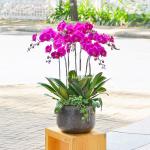 Lan Hồ Điệp Viên Mãn 006