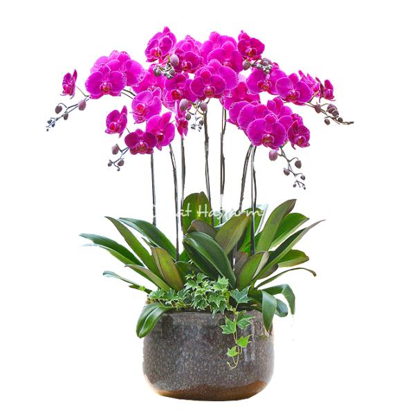 Lan Hồ Điệp Viên Mãn 006