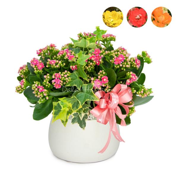 Chậu Hoa Thiết Kế Trường Thọ 084