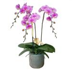 Lan Hồ Điệp Hồng Phát 030