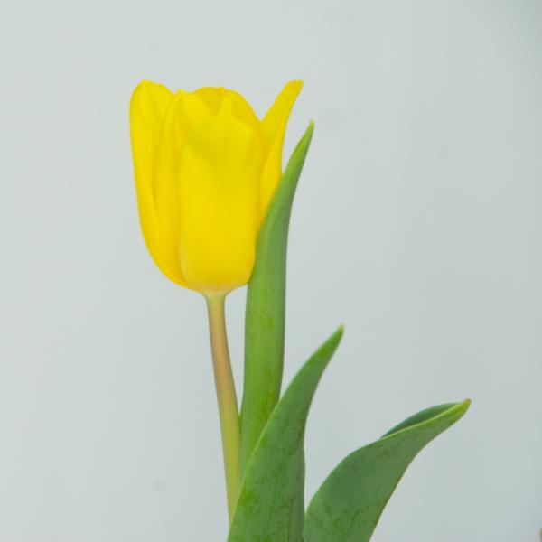 Chậu Hoa Thiết Kế Sắc Xuân 139