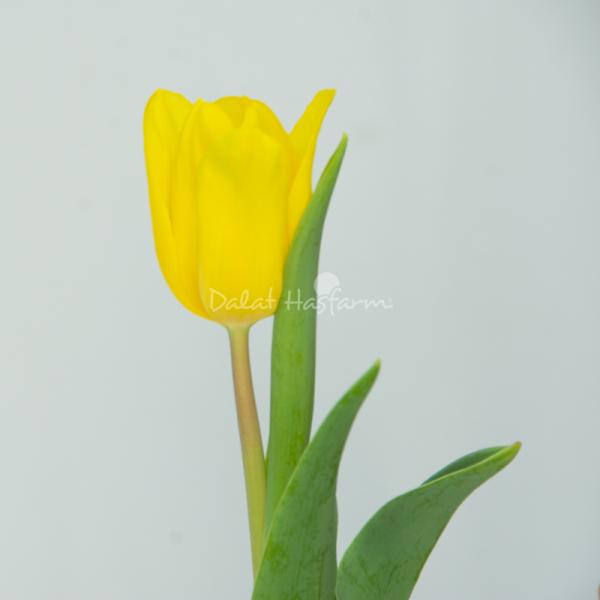 Chậu Hoa Thiết Kế Sắc Xuân 070