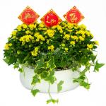 Chậu Hoa Cúc Tết Đong Đầy 078