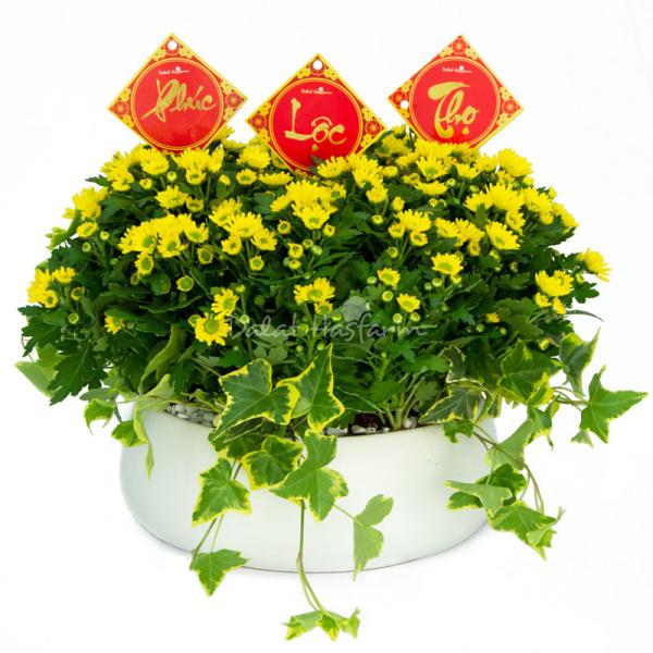 Chậu Hoa Cúc Tết Đong Đầy 078