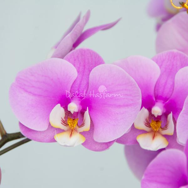 Lan Hồ Điệp Hồng Phát 031