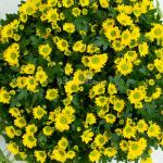 Chậu Hoa Cúc Tết Đong Đầy 078