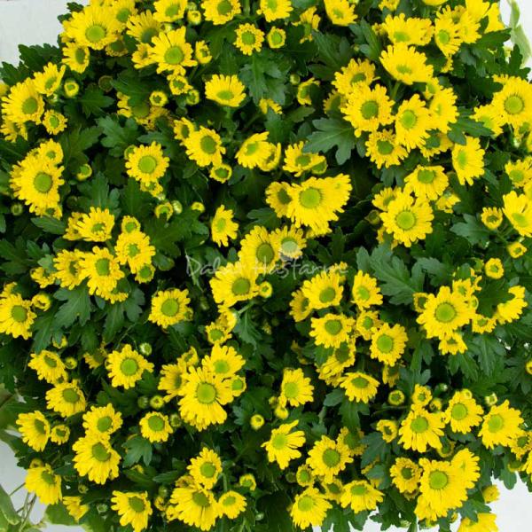 Chậu Hoa Cúc Tết Đong Đầy 078