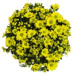 Chậu Hoa Cúc Tết Đong Đầy 073