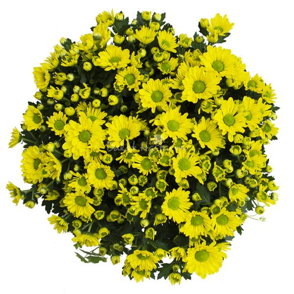 Chậu Hoa Cúc Tết Đong Đầy 073