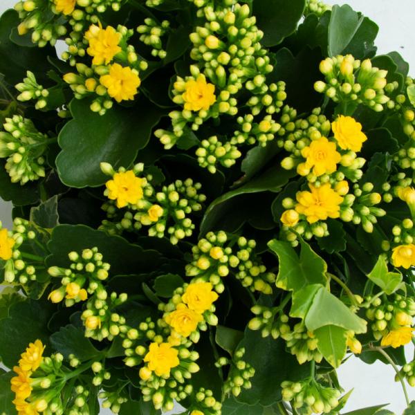 Chậu Hoa Thiết Kế Trường Thọ 069