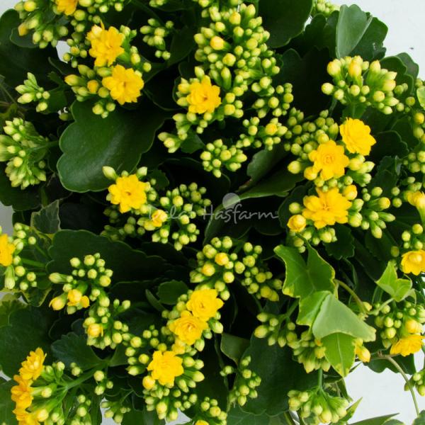 Chậu Hoa Thiết Kế Trường Thọ 072