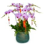 Lan Hồ Điệp Hồng Phát 033