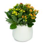 Chậu Hoa Thiết Kế Trường Thọ 080