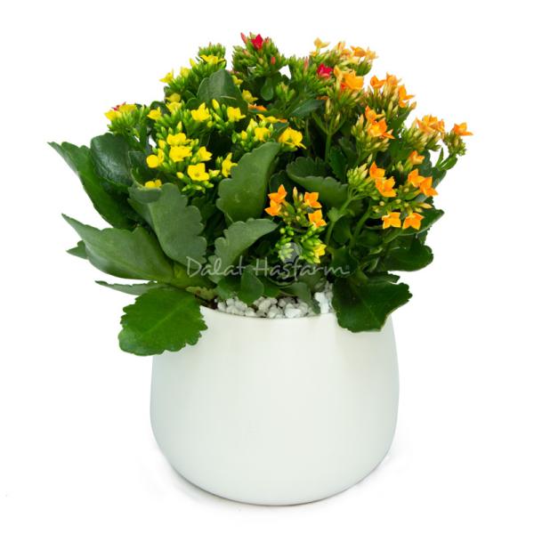 Chậu Hoa Thiết Kế Trường Thọ 080