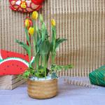 Chậu Hoa Thiết Kế Sắc Xuân 070