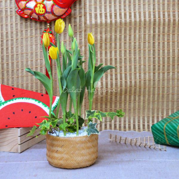 Chậu Hoa Thiết Kế Sắc Xuân 070