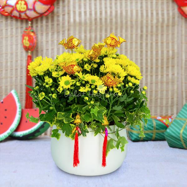 Chậu Hoa Cúc Tết Đong Đầy 073